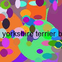 yorkshire terrier breeders